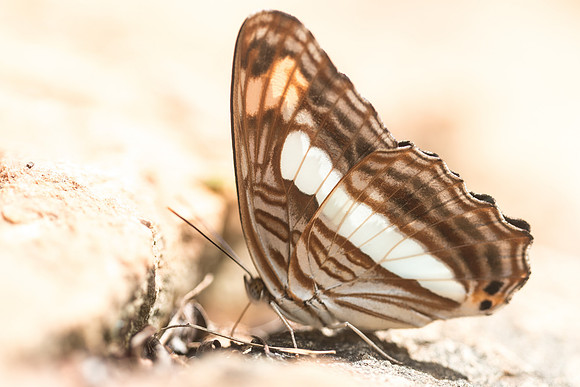 Adelpha paraena massilia-5650