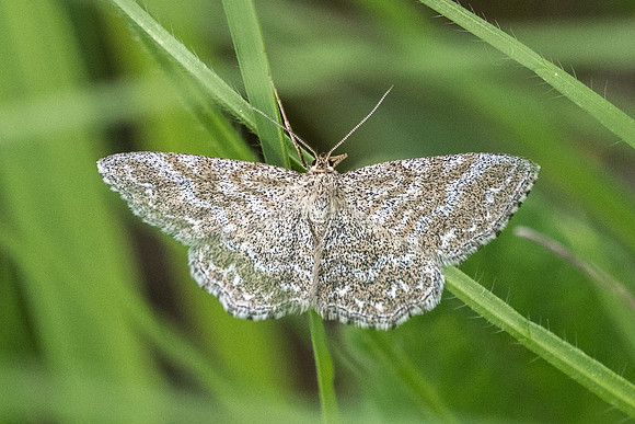 Scopula immorata 5163 - Châtillon sur seine - 26/05/22