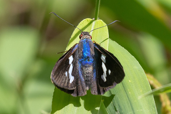Astraptes enotrus-6393 - Salento - 17/06/24