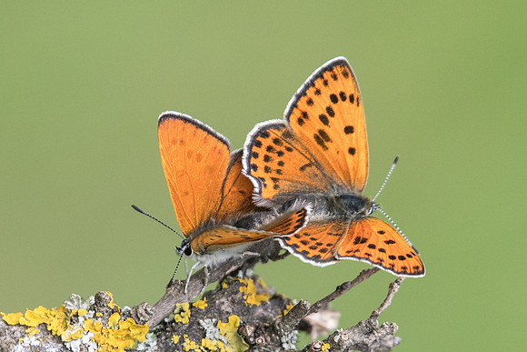 Lycaena thersamon-0361
