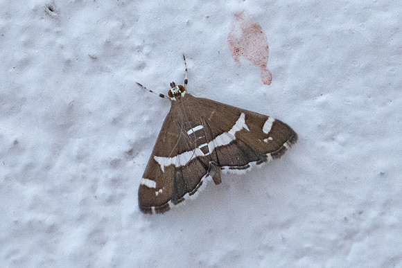 Spoladea recurvalis-7657