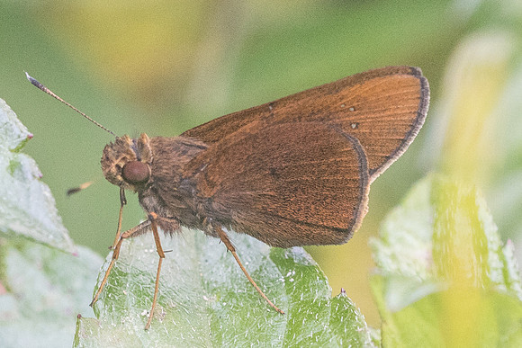 Caltoris cormasa id--1941- Koh Samui - 19/03/23