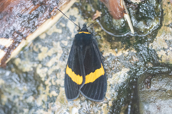 Orthia augias-8820