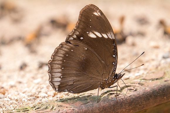 Hypolimnas bolina-2196  - Chiang Dao - 11/03/23