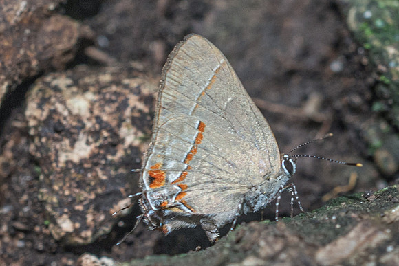 Ziegleria ceromia-3114