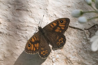 Lasiommata megera-3520