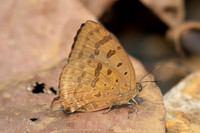 Arhopala alax-1444 - Chiang Dao - 18/03/25