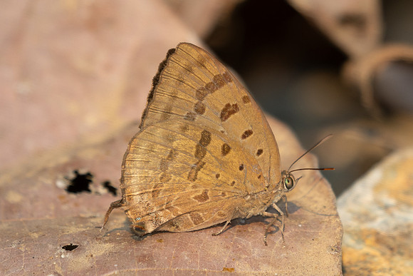 Arhopala alax-1444 - Chiang Dao - 18/03/25