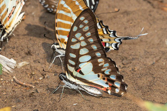 Graphium doson-1276 - Chiang Dao - 17/03/25
