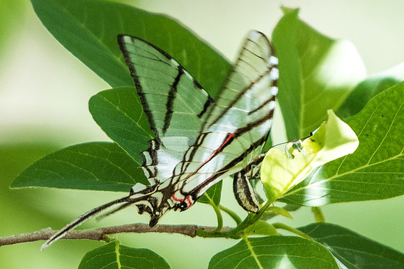 Protographium epidaus-5970