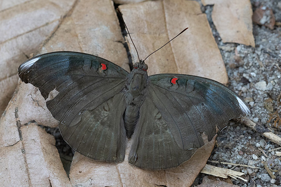 Euthalia evelina annamita-6289