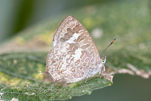 Arhopala paraganesa zephyretta-4954