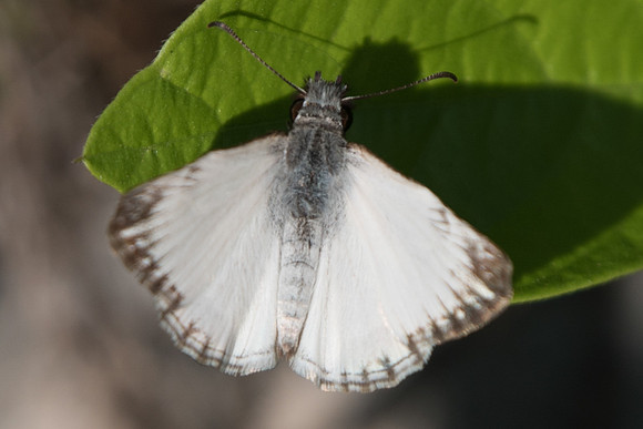 Heliopetes m. macaira-3305