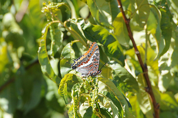 Charaxes jasius-8168