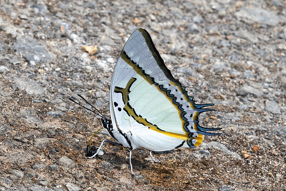 Polyura eudamippus-5265