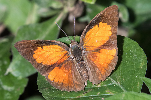 Curetis acuta ♂-7917 - Chiang Dao - 14/11/23