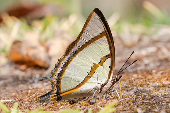 Polyura dolon-3453