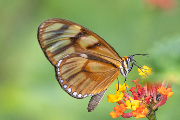 Athesis clearista-0577 - 7/06/24