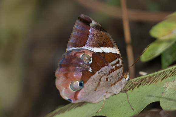 Thauria aliris pseudaliris-7187 - Khao Phanom Bencha National Park - 28/11/23