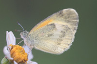 Nathalis iole-3428
