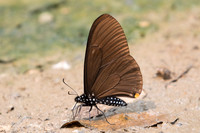 Chilasa slateri slateri-2117- Chiang Dao - 11/03/23