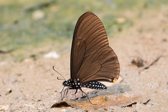 Chilasa slateri slateri-2117- Chiang Dao - 11/03/23