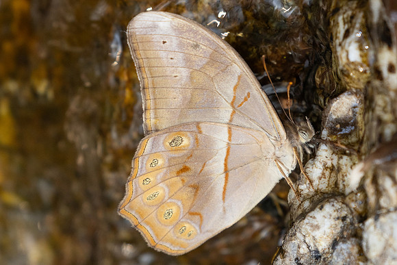 Lethe minerva tritogeneia-6847