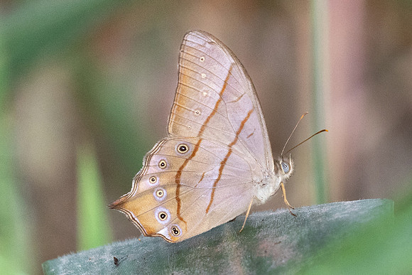 Lethe sinorix-4692 - Doi-Suthep - 22/03/24