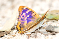 Apatura ilia clytie-9352 - Gorges de Caramy - 7/06/25
