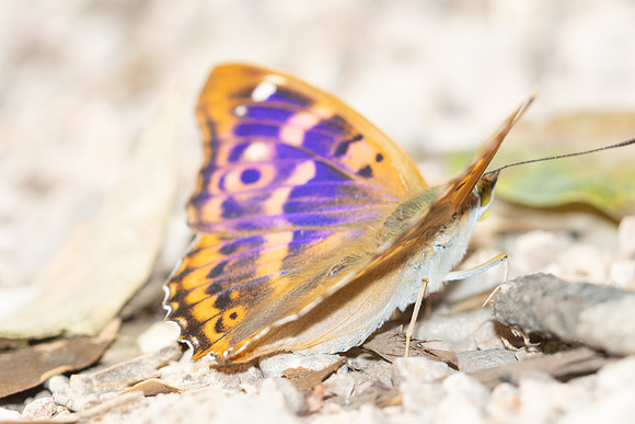 Apatura ilia clytie-9352 - Gorges de Caramy - 7/06/25