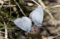 Cupido minimus-2965