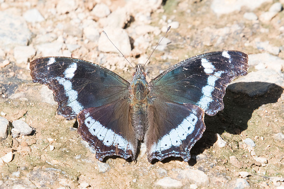 Kaniska canace-1981  - Chiang Dao - 16/11/23