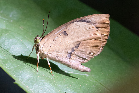 Miletus ancon-5426 - Doi-inthanon - 24/03/24