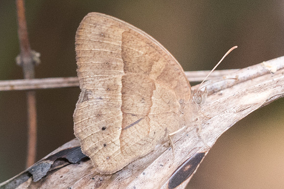 Mycalesis visala visala-8997 Doi-Suthep - 7/03/23
