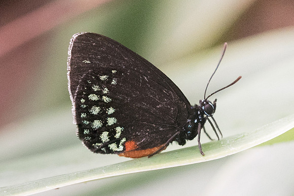 Eumaeus toxea-6257