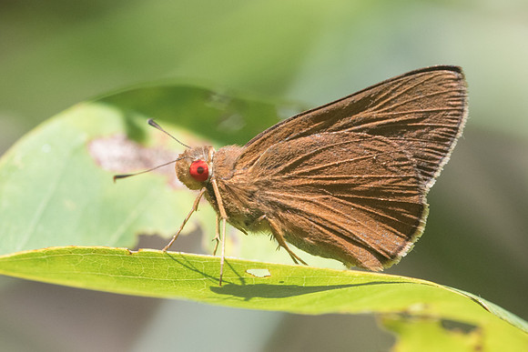 Matapa aria id--3575 - Chiang Rai - 20/11/23