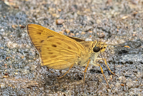 Thoressa masoni -3533 - Chiang Dao  - 19/03/24