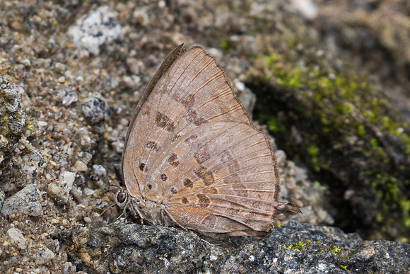 Arhopala silhetensis-0930- Doi-Suthep - 7/03/23