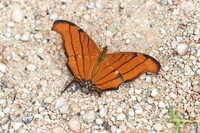 Marpesia petreus-1753