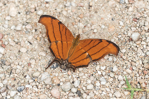 Marpesia petreus-1753