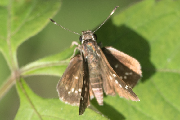Amblyscirtes tolteca prenda-5326