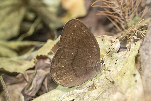 Faunis canens arcesilas-4849