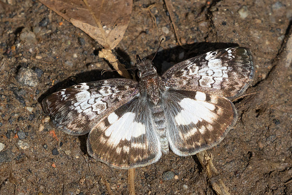 Chiomara asychis-4422