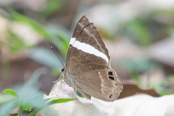 Abisara fylla-2890