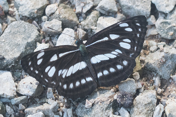 Neptis hylas-9622 - Chiang Dao - 14/11/23