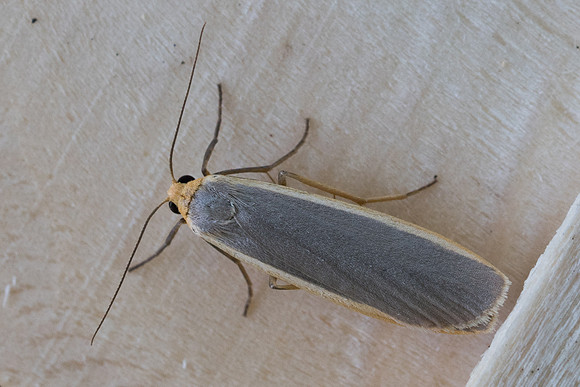Eilema caniola-9707 - Frayssinet le Gélat - 24/06/23
