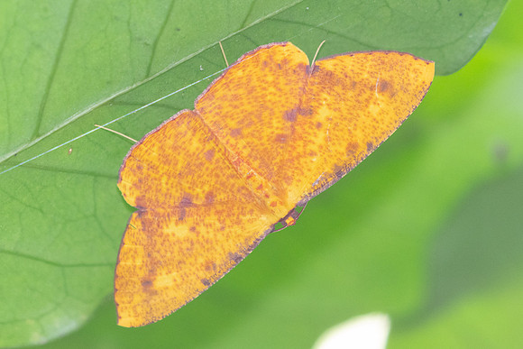 Eumelea ludovicata-5025 - Doi Inthanon - 25/03/25