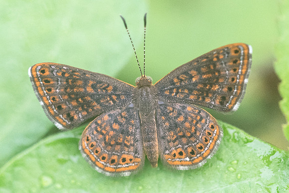 Calephelis sp-2694