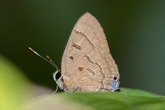 Rapala pheretima sequeira-9345 - Koh Samui - 16/03/23
