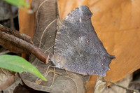 Melanitis sp-2021 - Chiang Dao - 18/03/24